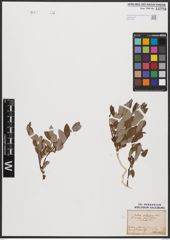 Foto von Salix aurita L. x Salix repens L.